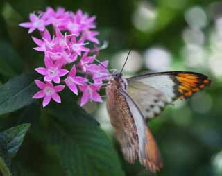 photo,material,free,landscape,picture,stock photo,Creative Commons,A meal of a butterfly, butterfly, butterfly, butterfly, flower