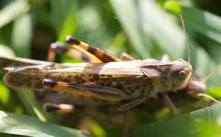 Foto, materiell, befreit, Landschaft, Bild, hat Foto auf Lager,Kopulation einer Wanderheuschrecke, , Wanderheuschrecke, Grass, Kopulation