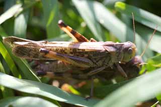 photo,material,free,landscape,picture,stock photo,Creative Commons,Copulation of a migratory locust, , migratory locust, Grass, Copulation