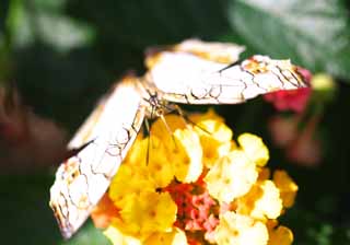 photo,material,free,landscape,picture,stock photo,Creative Commons,A meal of a butterfly, butterfly, butterfly, butterfly, flower