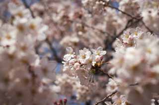 photo, la matire, libre, amnage, dcrivez, photo de la rserve,Arbre de la cerise fleur pleine, arbre de la cerise, , , Arbre de cerise Yoshino