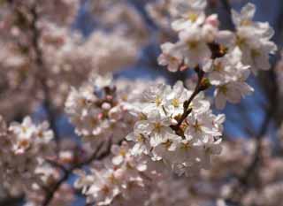 photo,material,free,landscape,picture,stock photo,Creative Commons,Cherry tree full bloom, cherry tree, , , Yoshino cherry tree