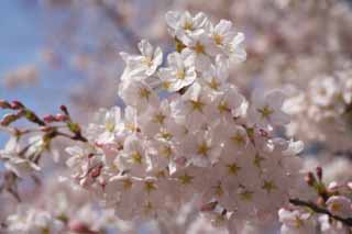 photo,material,free,landscape,picture,stock photo,Creative Commons,Cherry tree full bloom, cherry tree, cherry tree, cherry tree, Yoshino cherry tree