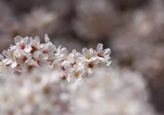 Foto, materieel, vrij, landschap, schilderstuk, bevoorraden foto,Kers boom gevulde bloem bloem, Kers boom, , , Yoshino kers boom