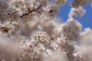 photo,material,free,landscape,picture,stock photo,Creative Commons,Cherry tree full bloom, cherry tree, cherry tree, cherry tree, Yoshino cherry tree