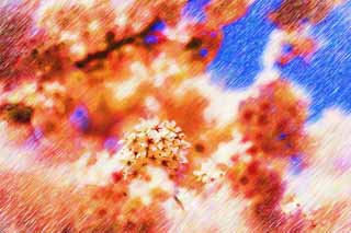 illust,tela,gratis,paisaje,fotografa,idea,pintura,Lpiz de color,dibujo,Cerezo flor lleno, Cerezo, , , Cerezo de Yoshino