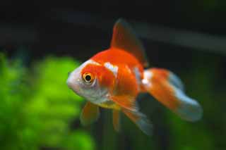 photo,material,free,landscape,picture,stock photo,Creative Commons,LARA of a goldfish, goldfish, , , 