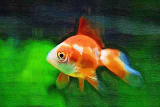 illustration,material,free,landscape,picture,painting,color pencil,crayon,drawing,LARA of a goldfish, goldfish, , , 