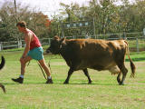 fotografia, material, livra, ajardine, imagine, proveja fotografia,Homem que puxa uma vaca, vaca, relva, , 