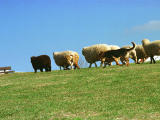 Foto, materieel, vrij, landschap, schilderstuk, bevoorraden foto,Seep wezen gedreven, Zode, Blauwe lucht, Schaap, 