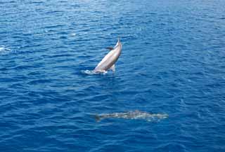 photo, la matire, libre, amnage, dcrivez, photo de la rserve,Un saut naturel d'un dauphin sauvage, Est-ce qu'il y a lui?, dauphin, , vague