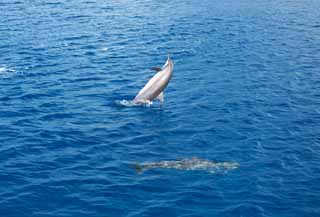 photo,material,free,landscape,picture,stock photo,Creative Commons,A natural jump of a wild dolphin, Is there it?, dolphin, dolphin, wave