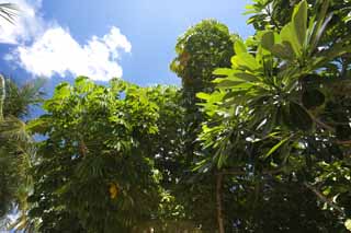 photo,material,free,landscape,picture,stock photo,Creative Commons,The southern country jungle, The jungle, leaf, tree, south island