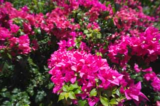 photo,material,free,landscape,picture,stock photo,Creative Commons,A bougainvillaea, bougainvillaea, petal, Tropical, southern country