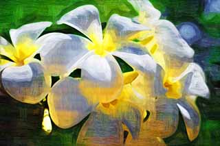 illust, matire, libre, paysage, image, le tableau, crayon de la couleur, colorie, en tirant,Luminosit d'un frangipani, frangipani, bouquet, Jaune, pays du sud