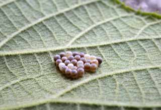 photo,material,free,landscape,picture,stock photo,Creative Commons,An egg of a moth, An egg, newly-hatched silkworm, moth, moth