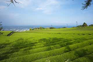 photo, la matire, libre, amnage, dcrivez, photo de la rserve,Une plantation du th de Nihondaira, Th, plantation du th, sillon, th-feuille