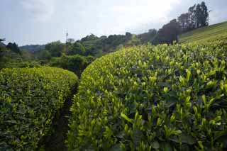 Foto, materiell, befreit, Landschaft, Bild, hat Foto auf Lager,Eine Teeplantage von Nihondaira, Tee, Teeplantage, Furche, Tee-Blatt