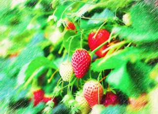 illust,tela,gratis,paisaje,fotografa,idea,pintura,Lpiz de color,dibujo,Fresa de Ishigaki, Fruta, Fresa, , 