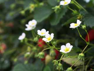 foto,tela,gratis,paisaje,fotografa,idea,Una flor de fresa de Ishigaki, Fruta, Fresa, , 