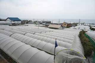 photo,material,free,landscape,picture,stock photo,Creative Commons,A plastic greenhouse of Ishigaki strawberry, plastic greenhouse, Agriculture, farmhouse, field