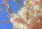foto,tela,gratis,paisaje,fotografa,idea,Bouquet de flores de cerezo en el cielo azul, , , , 