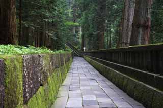 fotografia, materiale, libero il panorama, dipinga, fotografia di scorta,Una pavimentazione di pietra di Tosho-gu il Sacrario, Muschio, cedro, Ishigaki, prenda a sassate pavimentazione