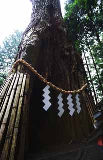 photo, la matire, libre, amnage, dcrivez, photo de la rserve,Cdre Kano de Tosho-gu Temple, cdre, sinus, Vantard, Feston de la paille shintoste