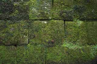 photo,material,free,landscape,picture,stock photo,Creative Commons,Ishigaki of Tosho-gu Shrine, Ishigaki, Moss, Moss, Moss