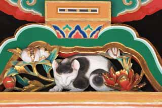 fotografia, material, livra, ajardine, imagine, proveja fotografia,Um gato de sono de Santurio de Tosho-gu, durma gato, herana mundial, Jingoro Hidari, escultura em madeira