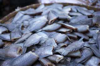 fotografia, materiale, libero il panorama, dipinga, fotografia di scorta,L'altezza di pesce, pesce, Sola aerazione di notte, bancarella, colino