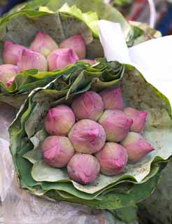 photo,material,free,landscape,picture,stock photo,Creative Commons,A bouquet of a lotus, lotus, lotus, , bouquet