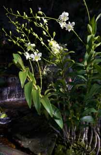 fotografia, material, livra, ajardine, imagine, proveja fotografia,Uma orqudea de uma orla, , Uma orqudea, , cachoeira