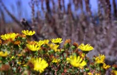 photo,material,free,landscape,picture,stock photo,Creative Commons,Oasis in mid summer, yellow, coast, , 