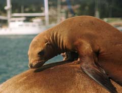 photo,material,free,landscape,picture,stock photo,Creative Commons,Wild sealions, sealion, sea, , 