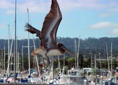 Foto, materiell, befreit, Landschaft, Bild, hat Foto auf Lager,Das Fliegen von Pelikan, Hafen, Schiff, , 