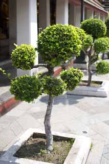 fotografia, material, livra, ajardine, imagine, proveja fotografia,Uma planta de jardim de Wat Suthat, templo, bonsai, planta de jardim, Bangkok