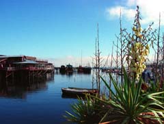 photo, la matire, libre, amnage, dcrivez, photo de la rserve,Quai de l'aprs-midi tranquille, mer, port, ciel bleu, agave