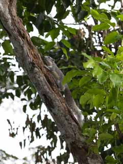 photo,material,free,landscape,picture,stock photo,Creative Commons,The squirrel which climbs a tree, , squirrel, squirrel, I climb a tree