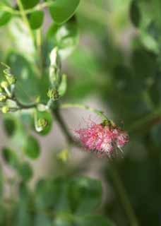 fotografia, materiale, libero il panorama, dipinga, fotografia di scorta,Un fiore colore rosa di Ayutthaya, Garofano, metta floreale, Ayutthaya, 