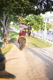 photo,material,free,landscape,picture,stock photo,Creative Commons,Elephant-passenger of a sea bream, An elephant, , , parasol