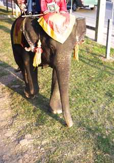 fotografia, materiale, libero il panorama, dipinga, fotografia di scorta,L'elefante che lavora, Un elefante, , , parasole