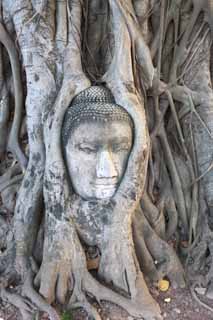 foto,tela,gratis,paisaje,fotografa,idea,Un cerebro de Wat Phra Mahathat de Buddha, La herencia cultural de mundo, Buddhism, Cerebro de Buddha, Sobras de Ayutthaya