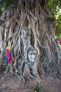 fotografia, material, livra, ajardine, imagine, proveja fotografia,Um crebro de Wat Phra Mahathat de Buda, A herana cultural de mundo, Budismo, crebro de Buda, Ayutthaya permanece
