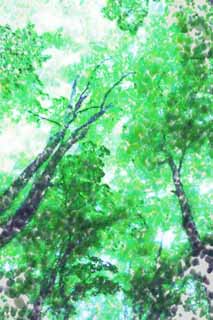 illust,tela,gratis,paisaje,fotografa,idea,pintura,Lpiz de color,dibujo,Silencio del bosque donde la niebla cae, rbol, Brumoso, Niebla, Barrena