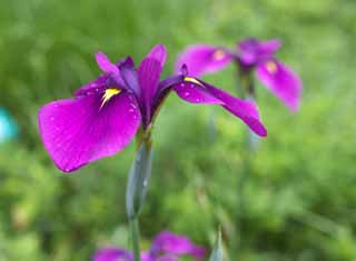 Foto, materiell, befreit, Landschaft, Bild, hat Foto auf Lager,Eine Iris, Eine Iris, Ich ermorde Sie, , Purpurhnlich rot