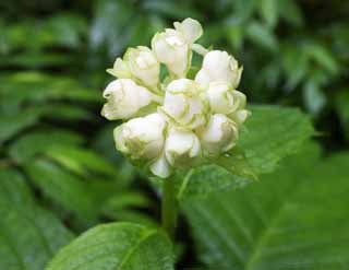 photo, la matire, libre, amnage, dcrivez, photo de la rserve,Une fleur blanche, Blanc, ptale, Green, feuille