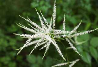 photo, la matire, libre, amnage, dcrivez, photo de la rserve,Une fleur blanche, Blanc, ptale, Green, feuille