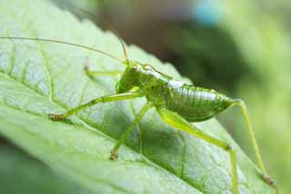 photo,material,free,landscape,picture,stock photo,Creative Commons,A friend of a grasshopper, grasshopper, grasshopper, Green, An insect