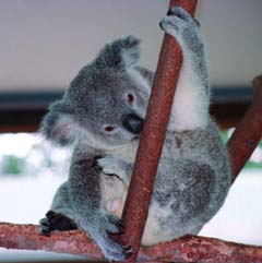 Foto, materieel, vrij, landschap, schilderstuk, bevoorraden foto,Koala staan door, Koalbear, , , 